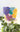 Color Me Coastal DIY Planter Kit - Plants/Planter - Aroma Sparks
