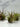 Air Plants - Plants/Planter - Aroma Sparks