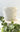 Color Me Coastal DIY Planter Kit - Plants/Planter - Aroma Sparks