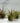 Air Plants - Plants/Planter - Aroma Sparks